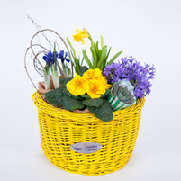 Cos galben de bicicleta cu flori de primvara in ghiveci